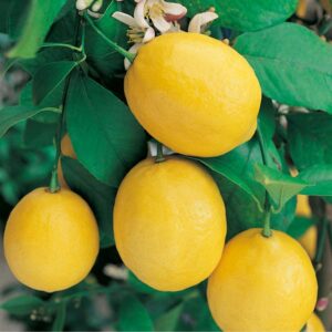 Citronnier - Citrus limon