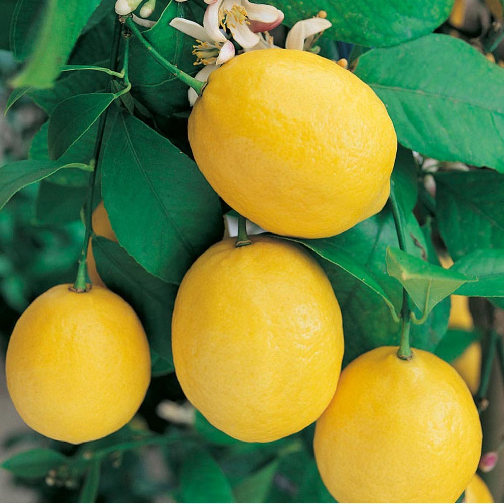 8341-citronnier_citrus_limon_meyer-INT