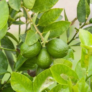Citronnier vert - Citrus limon 'Vert'
