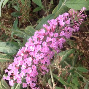 Arbre aux papillons rose - Buddleia davidii pink delight