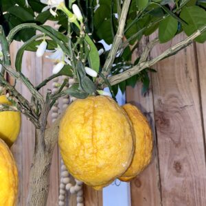 Citronnier rouge - Citrus limon rouge (Test2)
