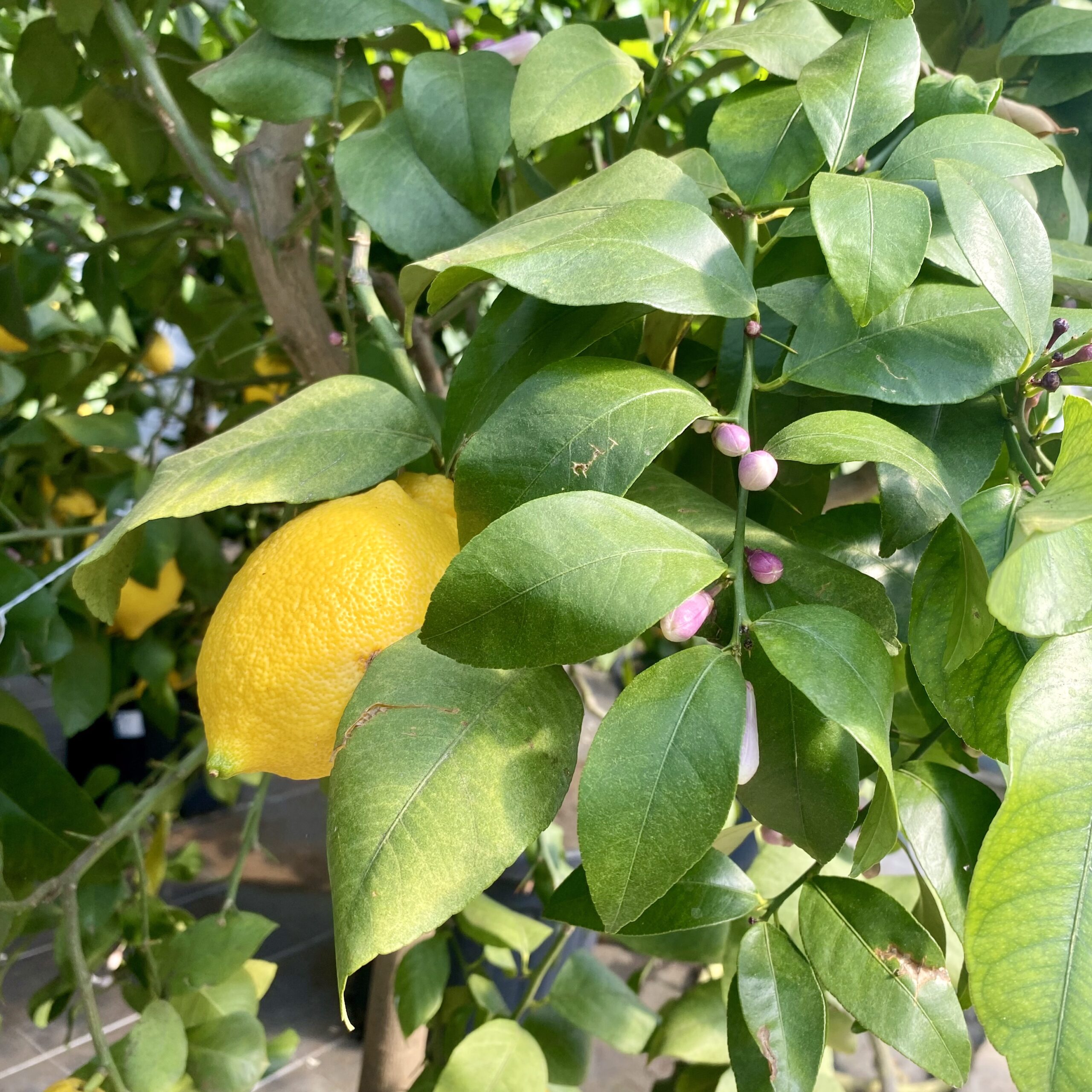 Citronnier