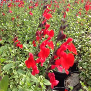 Sauge 'Royal Bumble' - Salvia microphylla 'Royal Bumble'
