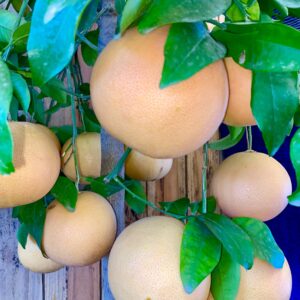 Pamplemoussier - Citrus paradisi