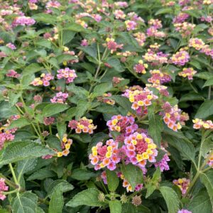 Lantana camara 'Feston Rose' - Lantanier 'Feston Rose'