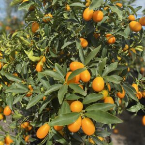 Kumquat - Fortunella margarita