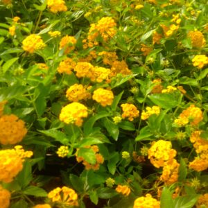 Lantana camara 'Jaune Carpet' - Lantanier rampant jaune