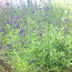 Sauge bleue du Texas - Salvia Lycioides