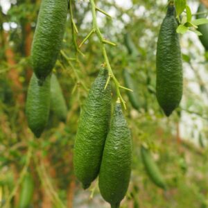 Citronnier Caviar - Citrus australasica