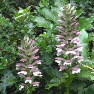 Acanthus mollis - Acanthe à feuilles molles