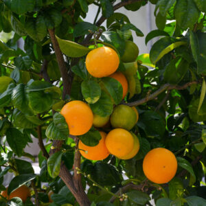 Oranger - Citrus sinensis