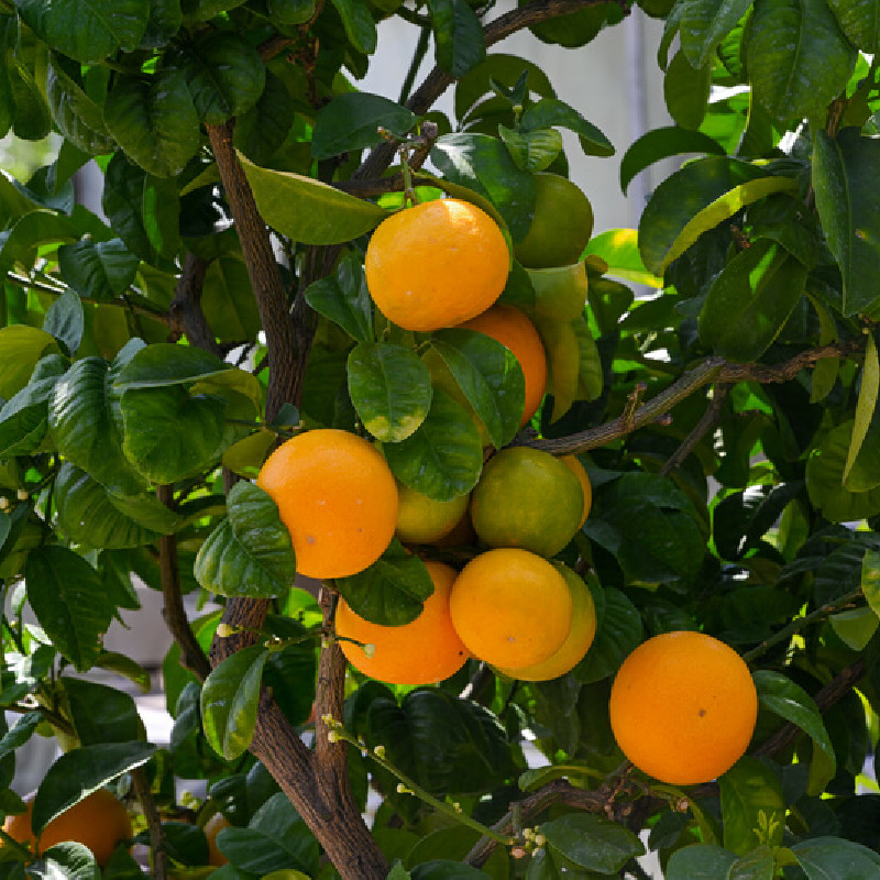 citrus-sinensis-oranger