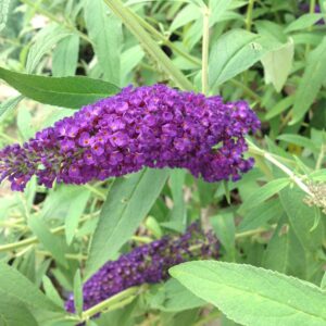 Arbre aux papillons ‘Black Knight’ - Buddleja davidii ‘Black Knight’