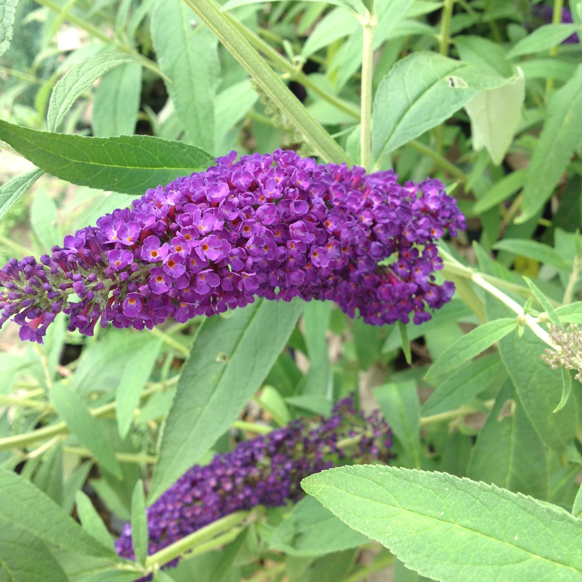 Buddleia black knigh