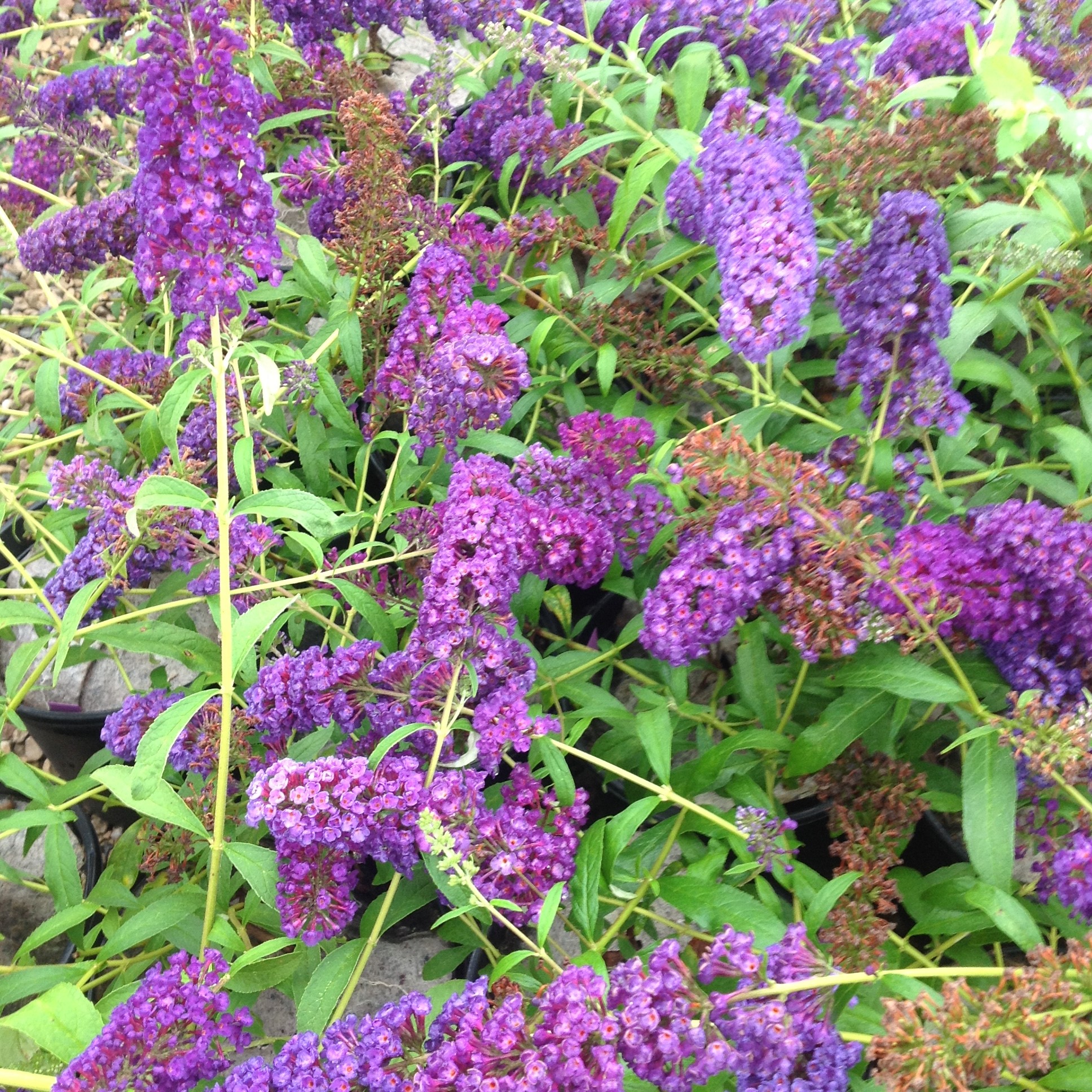 Buddleia black knight