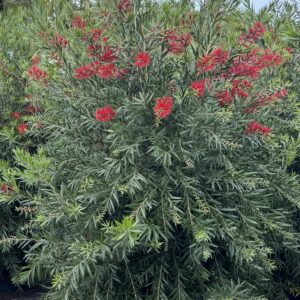 Rince-bouteille - Callistemon ‘Captain Cook’