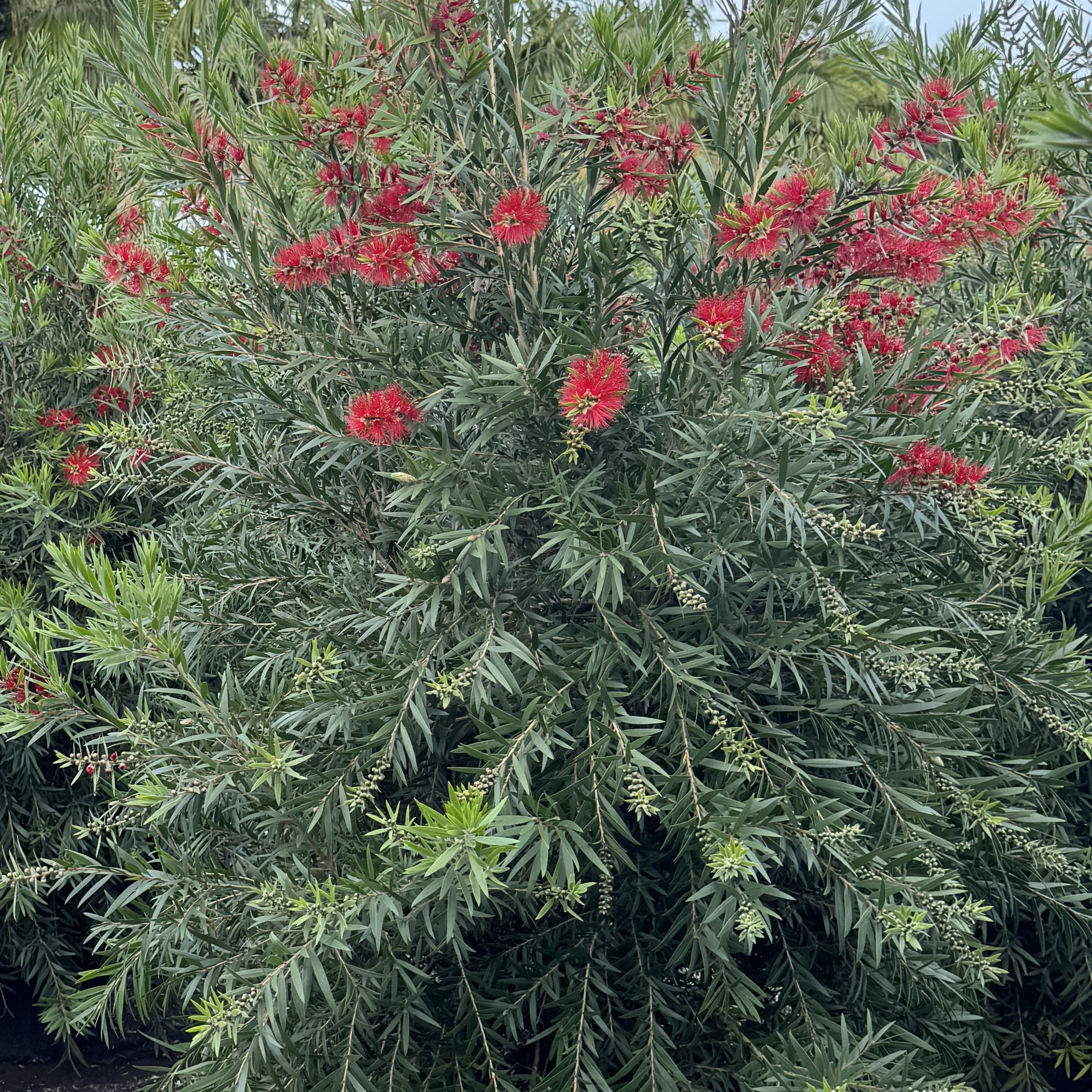 CALLISTEMON captain cook