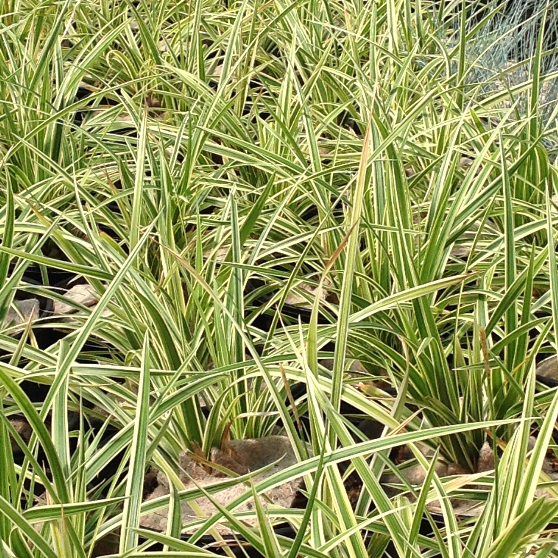 Carex oshimensis 'evergold'