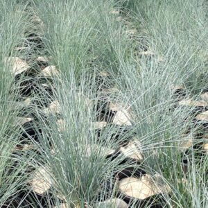 Fétuque bleue - Festuca glauca 'blue select'