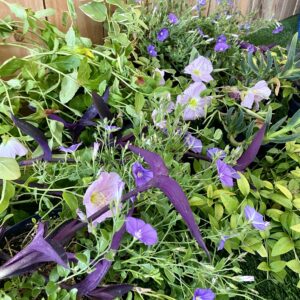 PLANTES RAMPANTES