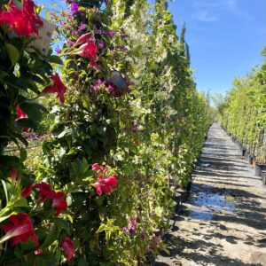 PLANTES GRIMPANTES