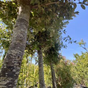 ARBRES