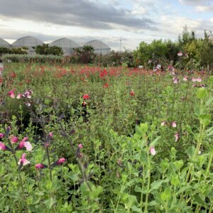 PLANTES VIVACES